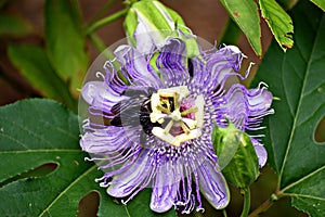 Bumble bee with a purple passion flower