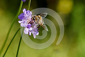 Bumble bee on purple scabiosa blossom