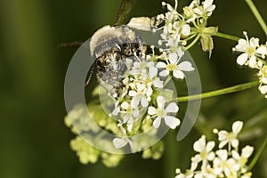 Bumble bee on Queen Anne& x27;s lace from Newbury, New Hampshire