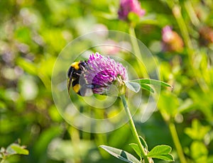 Bumble bee on a red clover flower