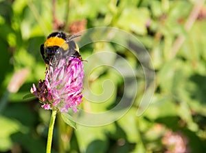 Bumble bee on a red clover flower