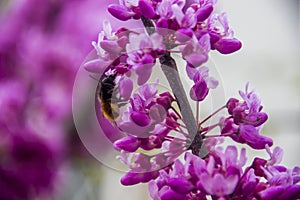 Bumble-bee on redbud flowers