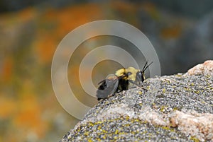 Bumble Bee Resting and Enjoying the Warmth of a Rock in the Sun