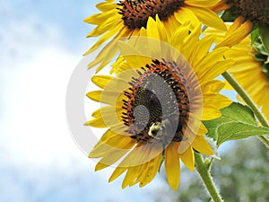 Bumble Bee resting on a sunflower