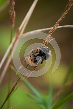 Bumble Bee Resting On A Wheat Stem