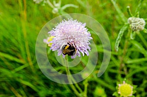 Bumble Bee on Scabious flower