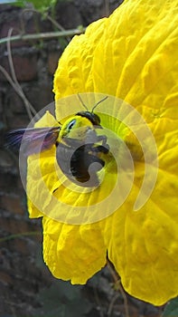 A bumble bee seeking honey from a yellow flower