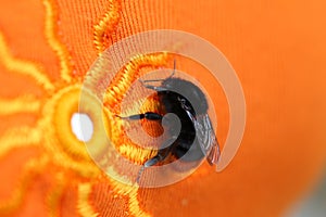Bumble bee sitting on a bright orange cloth with sun pattern