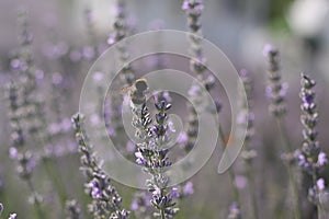 A bumble bee is sitting on a lavender flower on the meadow