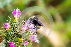 Bumble bee and Slender Thistle Carduus tenuiflorus flower