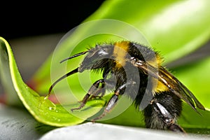 Bumble Bee slurping water