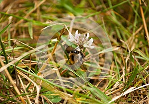 bumble bee on a small white flower