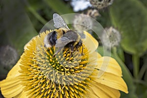 Bumble Bee on spring flower