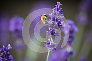 Bumble bee sucking lavender