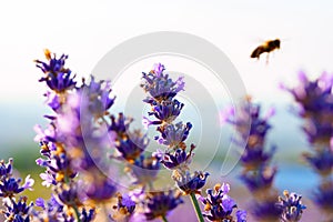 Bumble bee sucking nectar from lavender close up photo