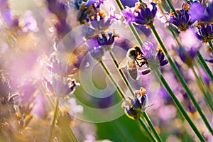 Bumble bee sucking nectar from lavender close up photo