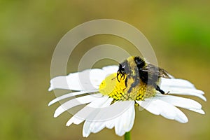 Bumble bee sucks flower nectar from daisies