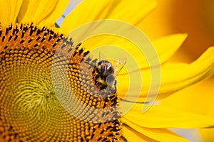 Bumble bee on a sunflower