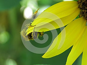 Bumble Bee on Sunflower