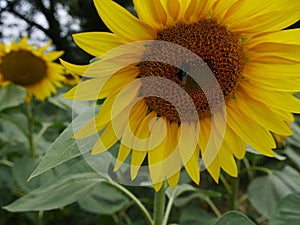 bumble bee in a sunflower, hard at work to pollinate florets