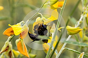 Bumble bee on Sunn Hemp