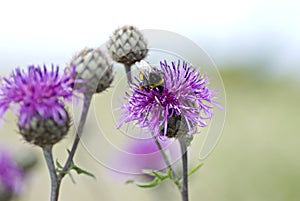 Bumble bee on a thistle