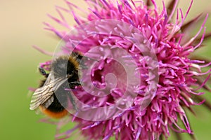 Bumble Bee & Thistle