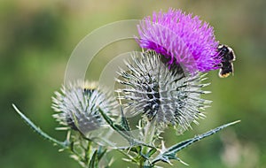 Bumble Bee on a Thistle flower