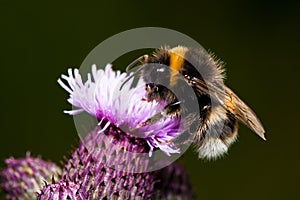 Bumble bee on thistle flower