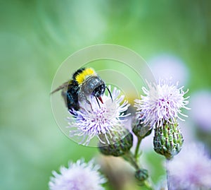 Bumble bee on thistle