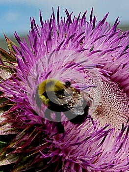 Bumble Bee Thistle flower nature art