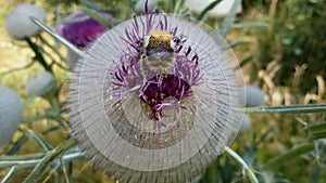 Bumble-bee and the thistle