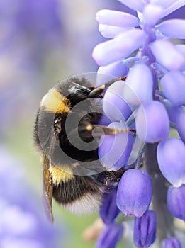 Bumble bee on violet flower