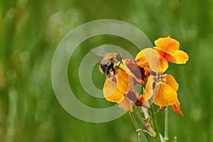Bumble bee on wallflower