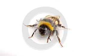 A Bumble Bee on a white background
