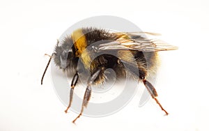 A Bumble Bee on a white background photo
