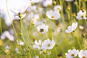 bumble bee on a white blooming cosmos flowers