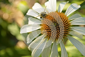 Bumble Bee on White Coneflower