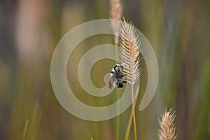 Bumble Bee on Wild Grass
