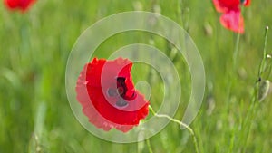 Bumble Bee and Wild Red Poppy Flower in the Meadow Field, Spring Season