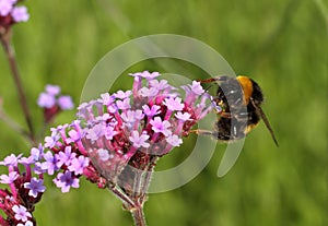 Bumble bee at work