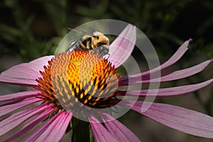 Bumble Bee working on an Echinacea flower