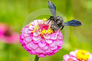Bumble Bee Working
