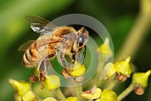 Bumble Bee on yellow flower