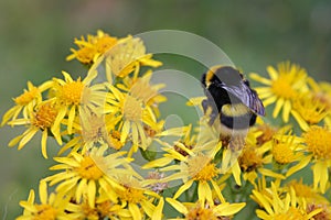 Bumble bee on a yellow flower