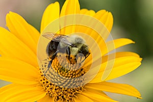 Bumble Bee on a Yellow Flower