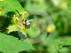 A bumble bee and a yellow flower with open green space