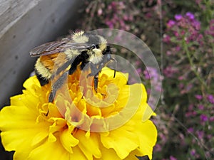 Bumble Bee on Yellow Marigold Flower Collecting Pollen