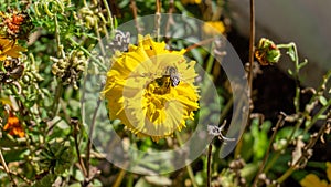 Bumble bee on a yellow marigold pollinating the flower in a permaculture garden, used as a companion plant for pest control in