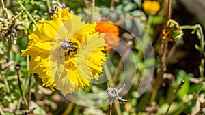 Bumble bee on a yellow marigold pollinating the flower in a permaculture garden, used as a companion plant for pest control in